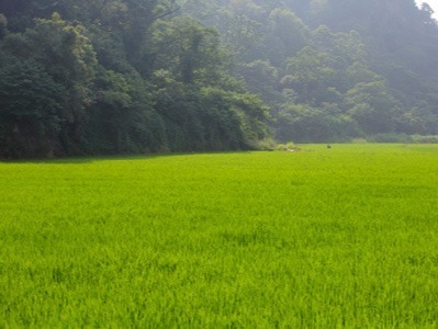 福田農場