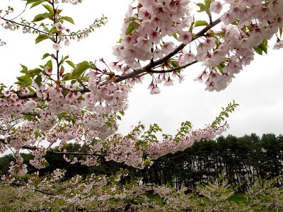 北海道之旅