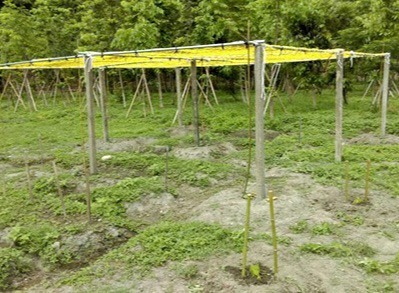 豐穀的開心農場
福田農場